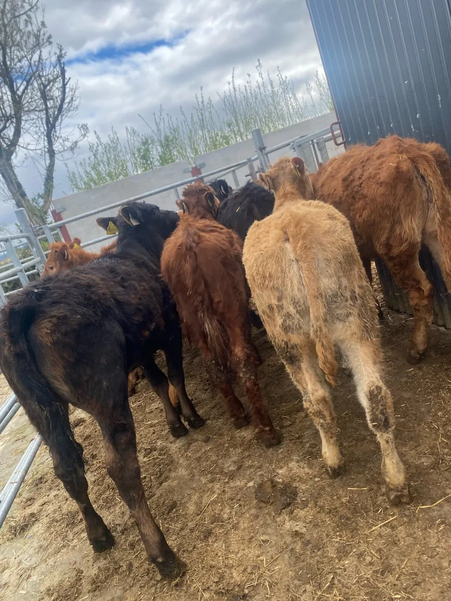 10 suckler bred heifer weanlings - Image 2