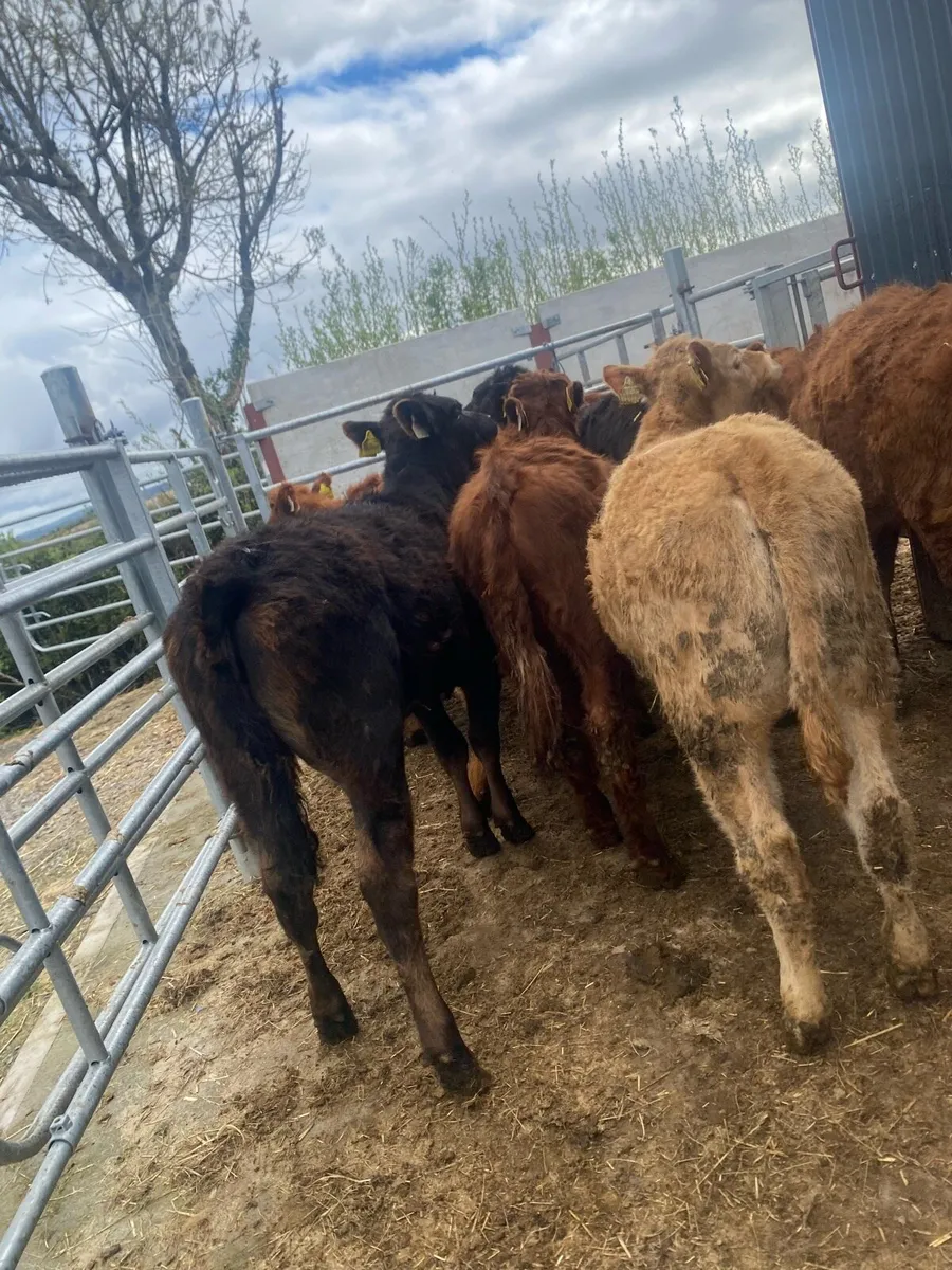 10 suckler bred heifer weanlings - Image 3