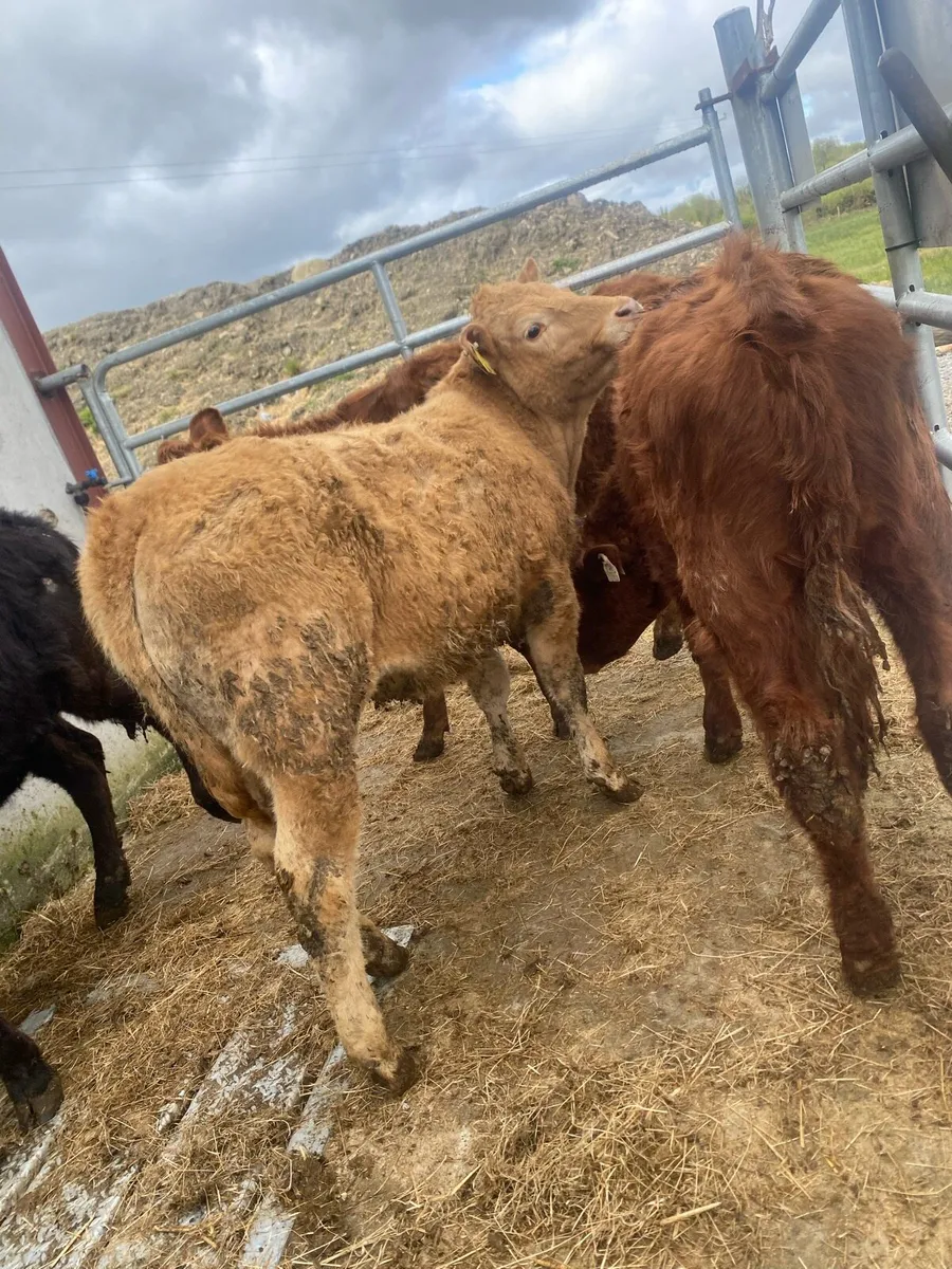 10 suckler bred heifer weanlings - Image 4