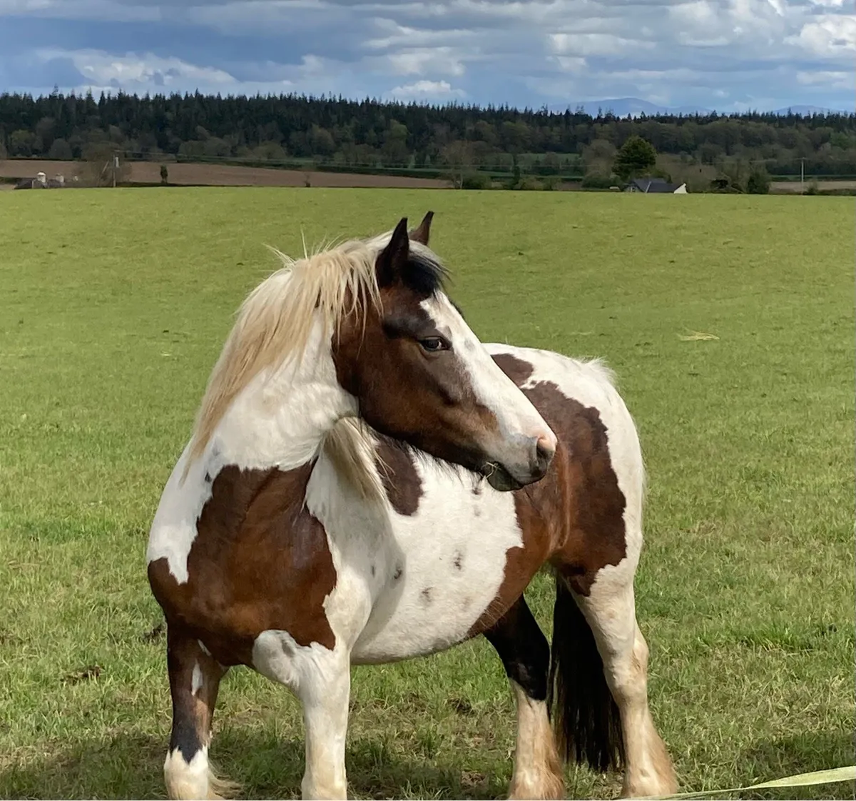 4 year old 13.2hh mare - Image 1