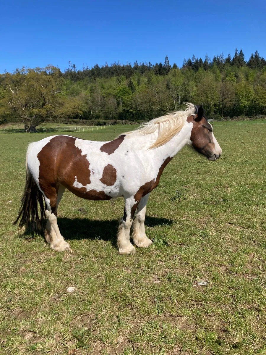 4 year old 13.2hh mare - Image 2