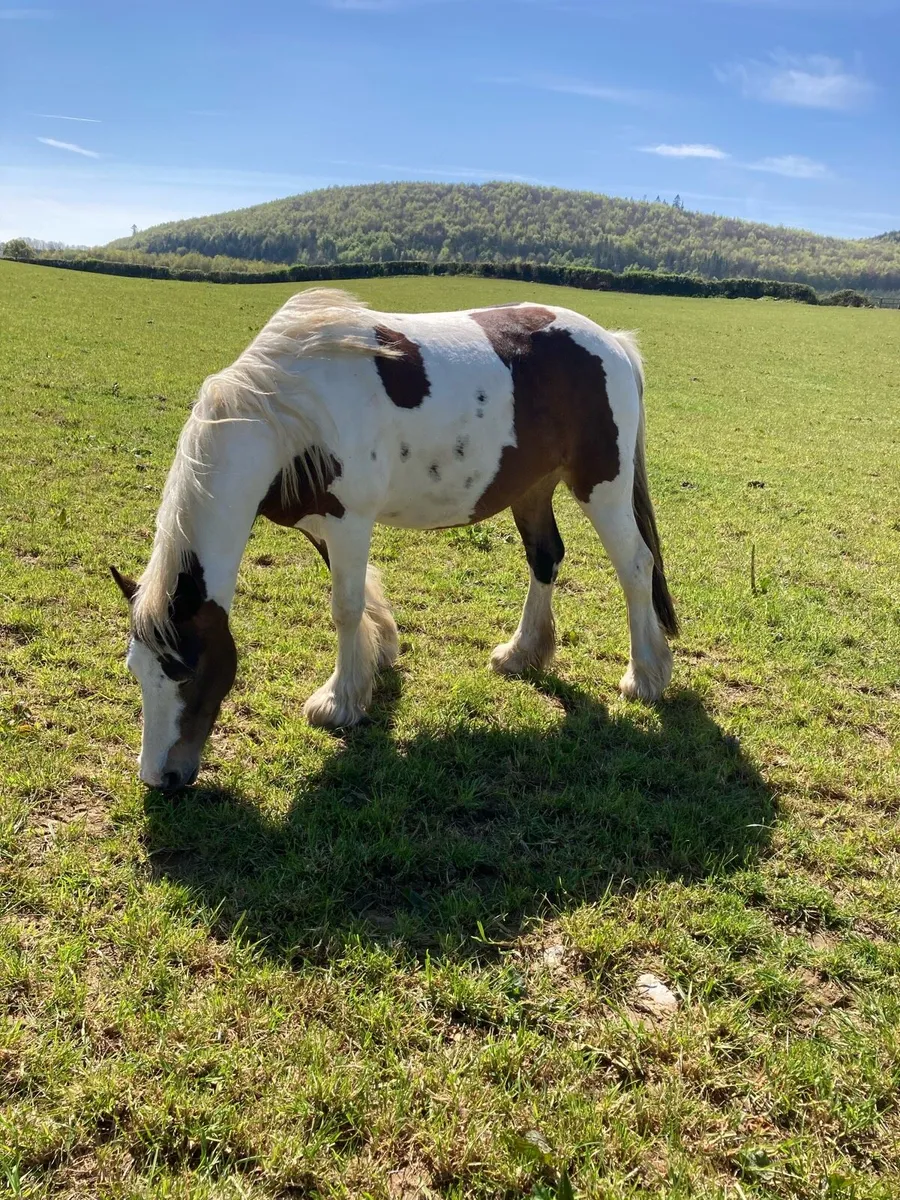 4 year old 13.2hh mare - Image 3