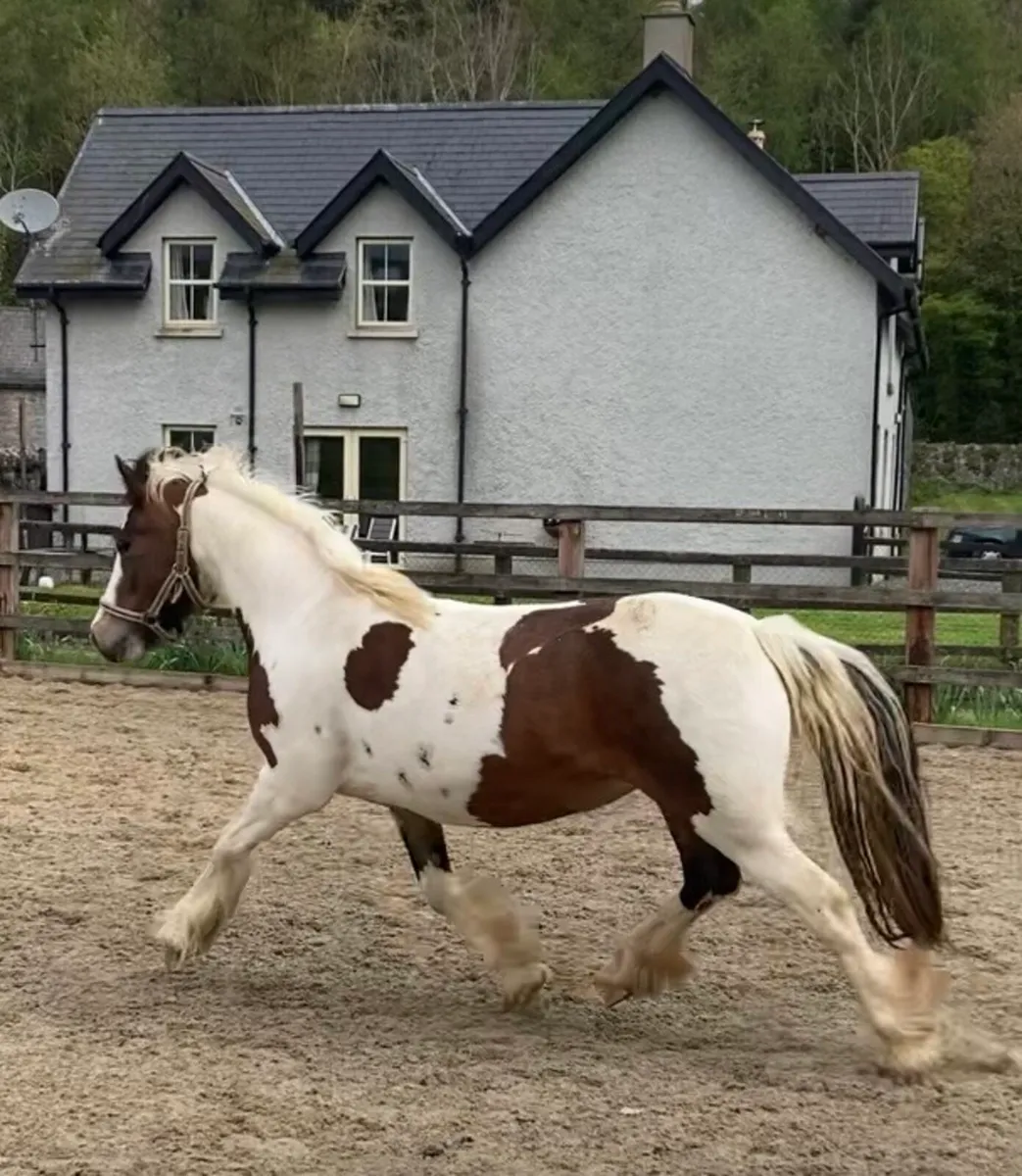 4 year old 13.2hh mare - Image 4