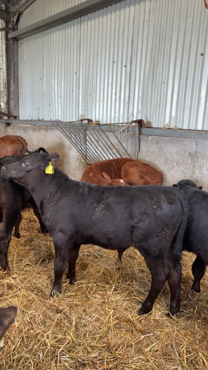 Reared / Weaned Angus Bull / heifer Calves - Image 1