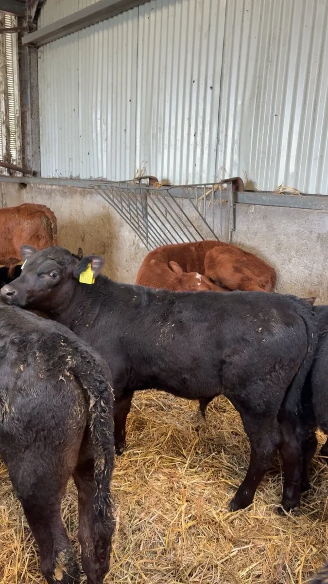 Reared / Weaned Angus Bull / heifer Calves - Image 2