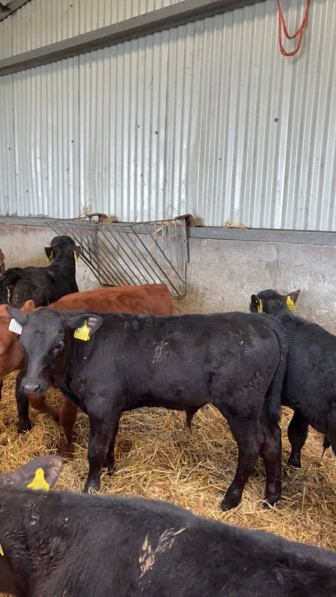 Reared / Weaned Angus Bull / heifer Calves - Image 3