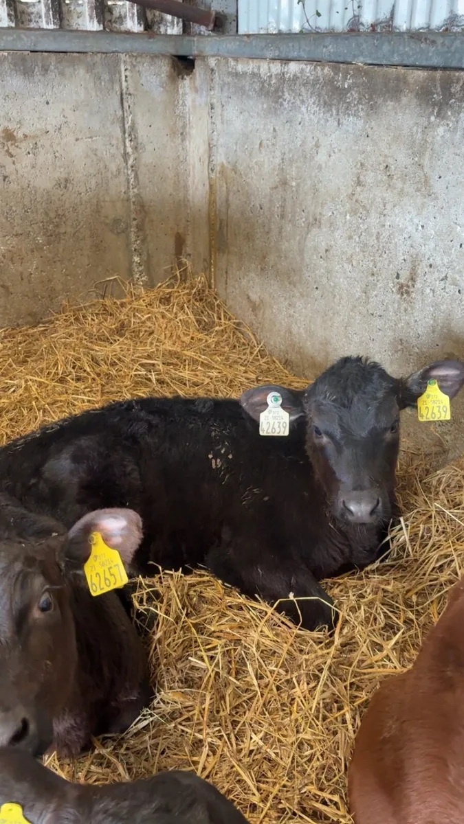 Reared / Weaned Angus Bull / heifer Calves - Image 4