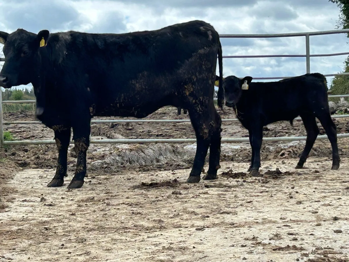 Super first calved Angus heifer - Image 1