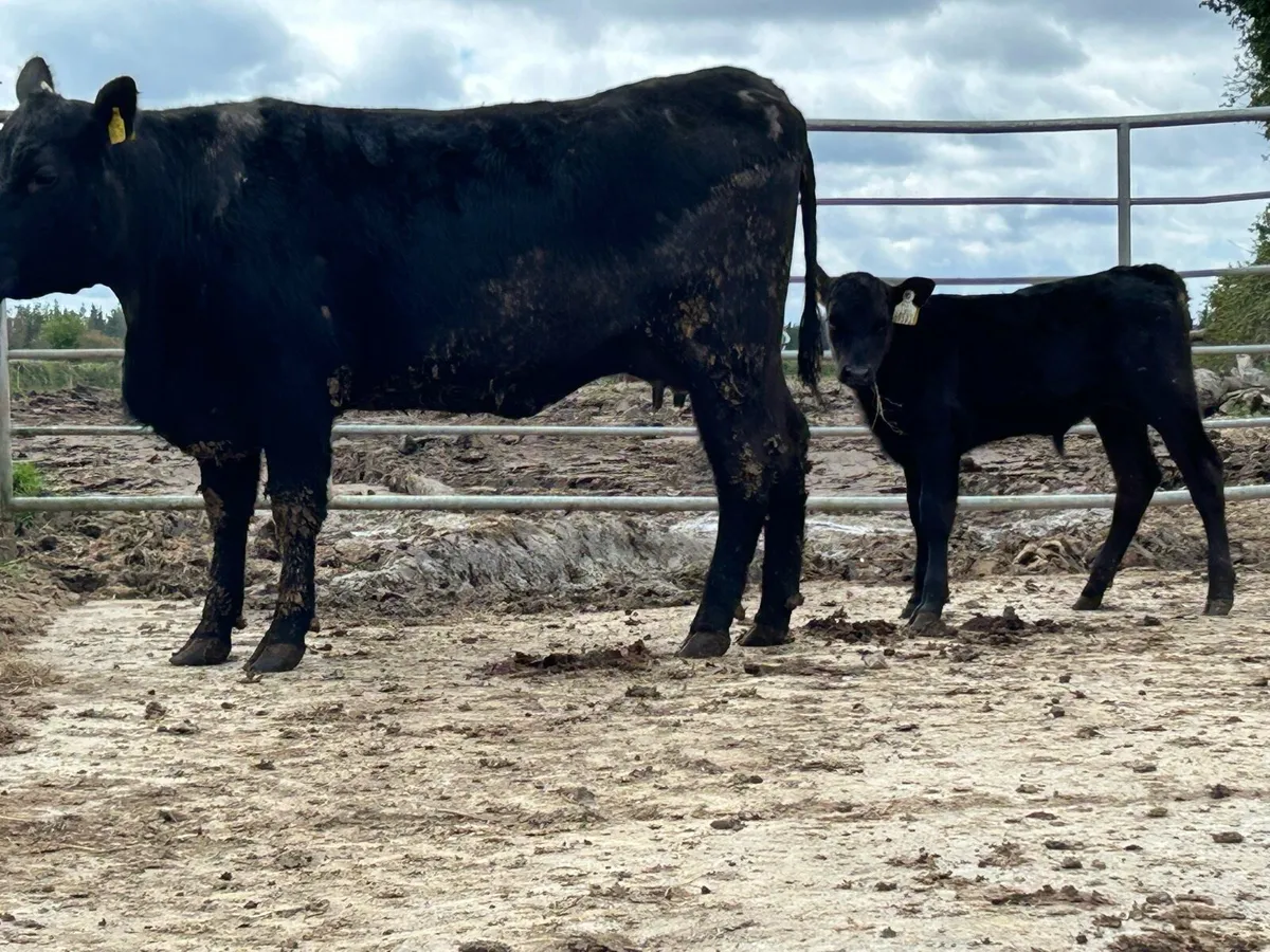 Super first calved Angus heifer - Image 2
