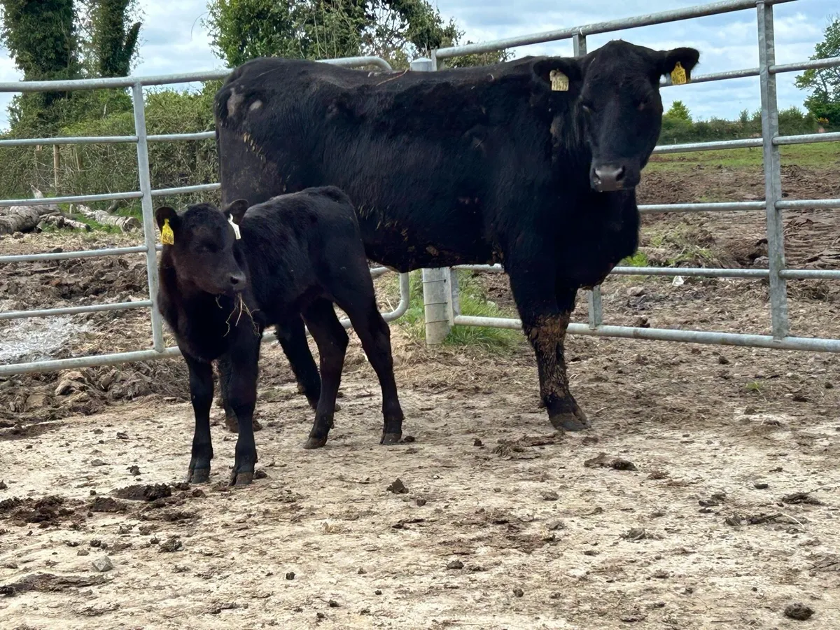Super first calved Angus heifer - Image 3