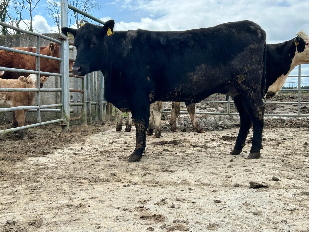 Super first calved Angus heifer - Image 4