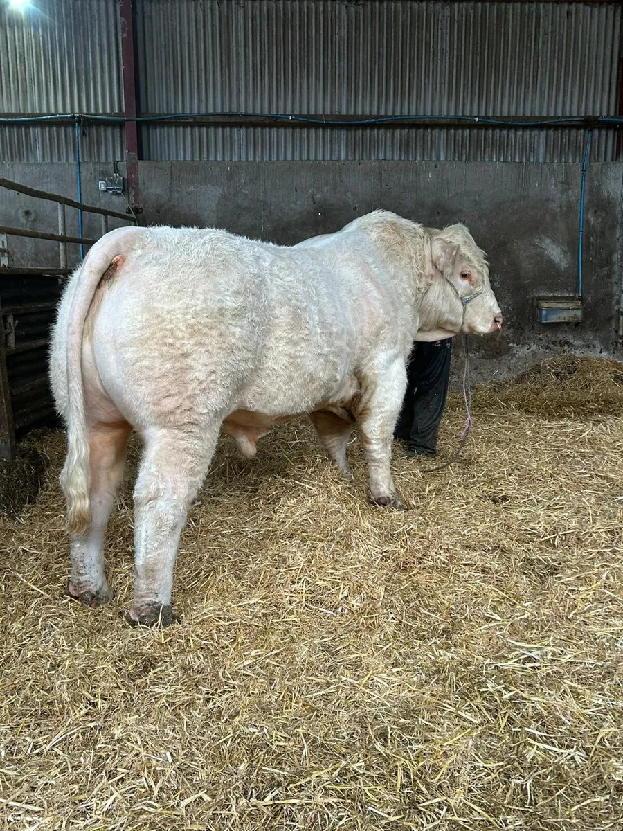 🔥Pedigree Charolais Bull For Sale🔥 - Image 1