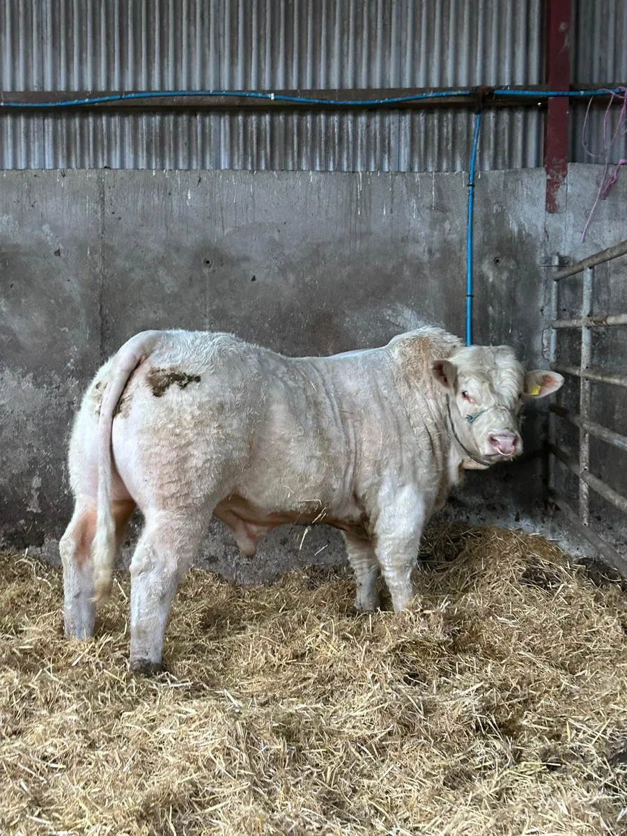 🔥Pedigree Charolais Bull For Sale🔥 - Image 2
