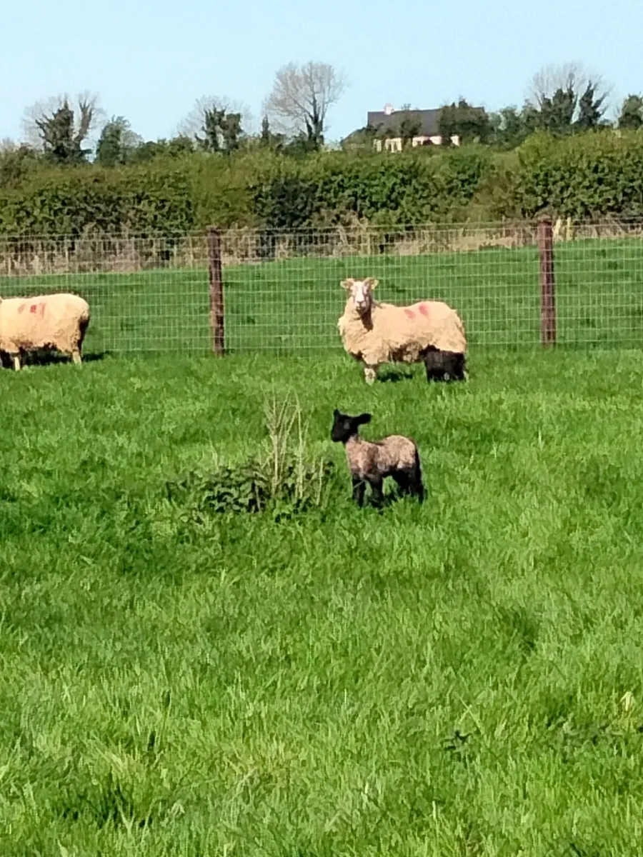 Pet lamb for sale - Image 2