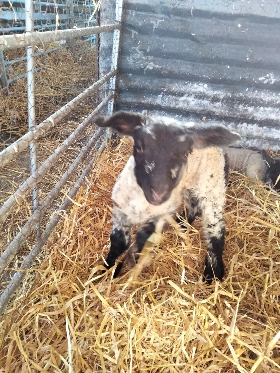 Pet lamb for sale - Image 3