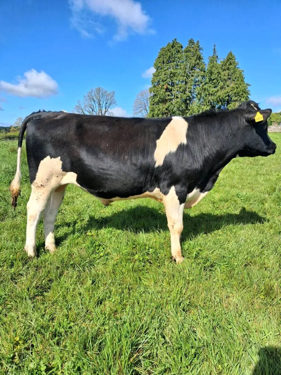 Genotyped Friesian Bulls - Image 1
