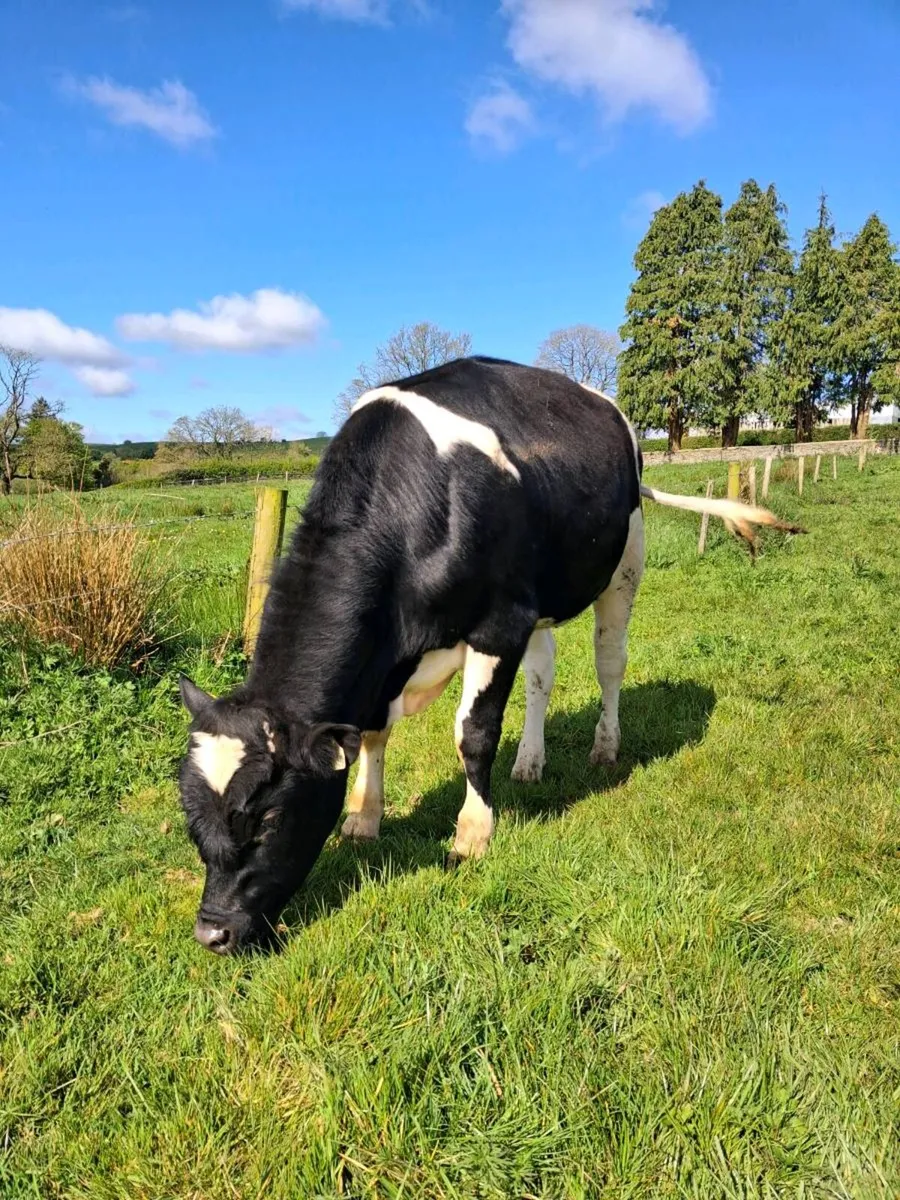 Genotyped Friesian Bulls - Image 2