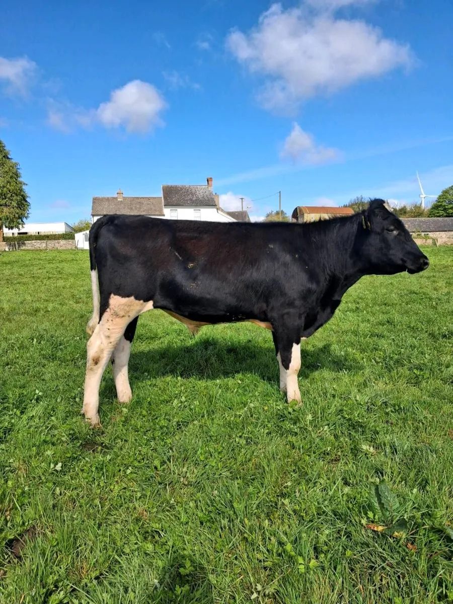 Genotyped Friesian Bulls - Image 3