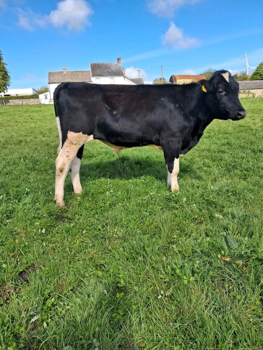Genotyped Friesian Bulls - Image 4