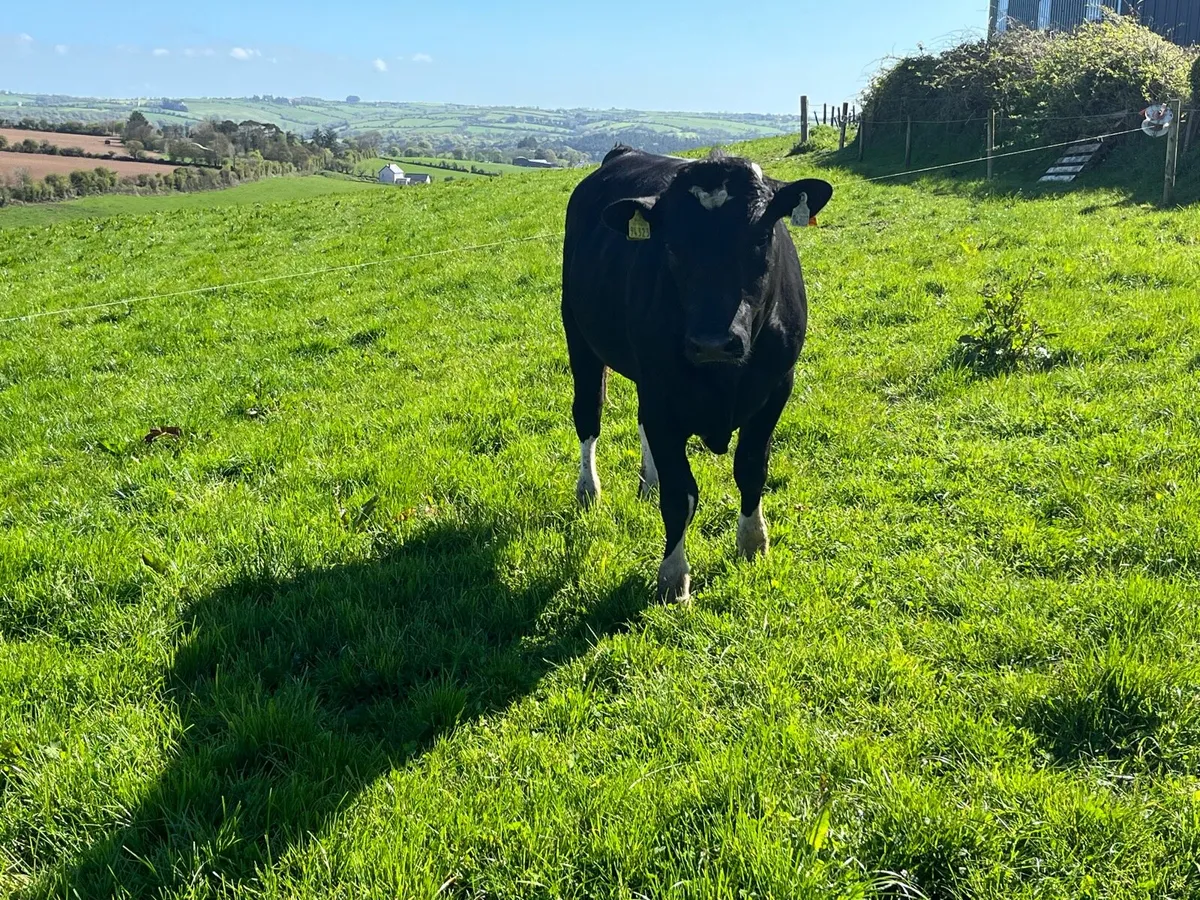 Friesian bulls - Image 3