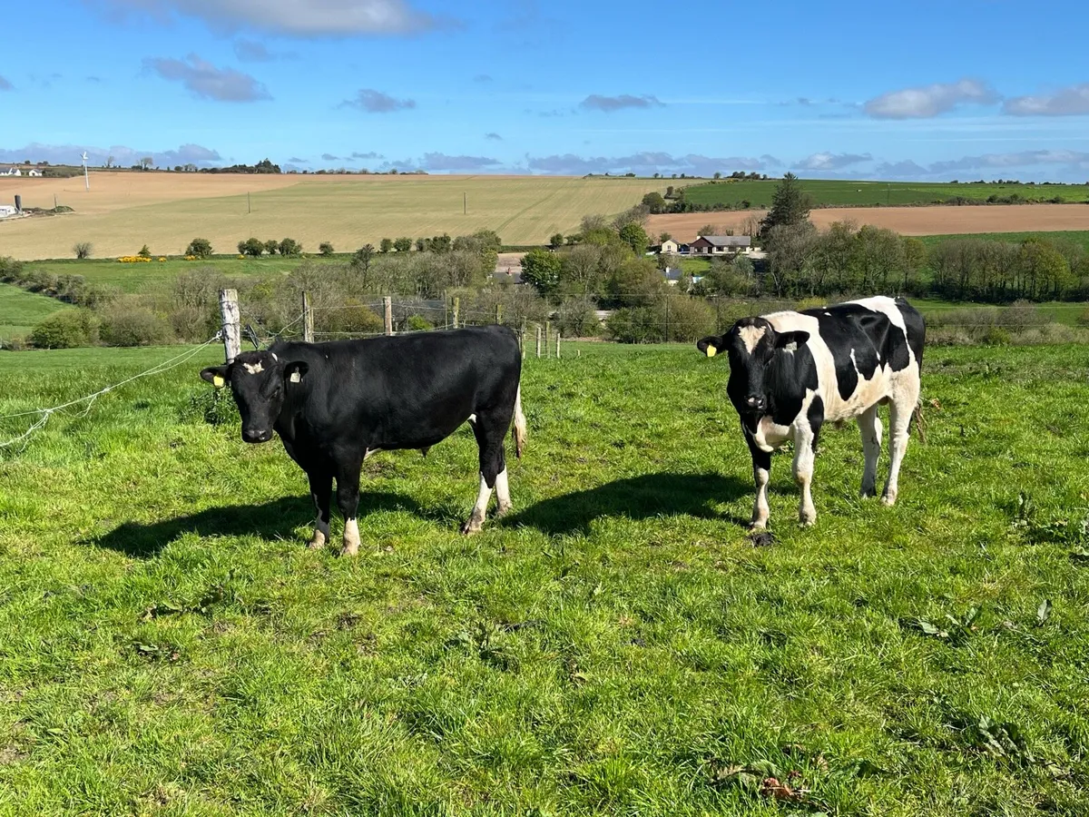 Friesian bulls - Image 4