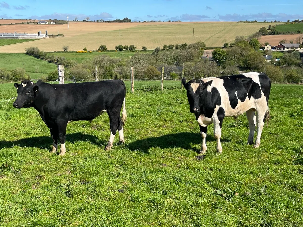 Friesian bulls - Image 2