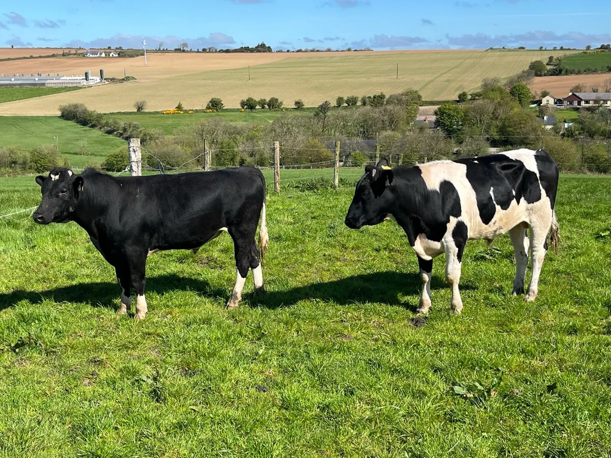 Friesian bulls - Image 1