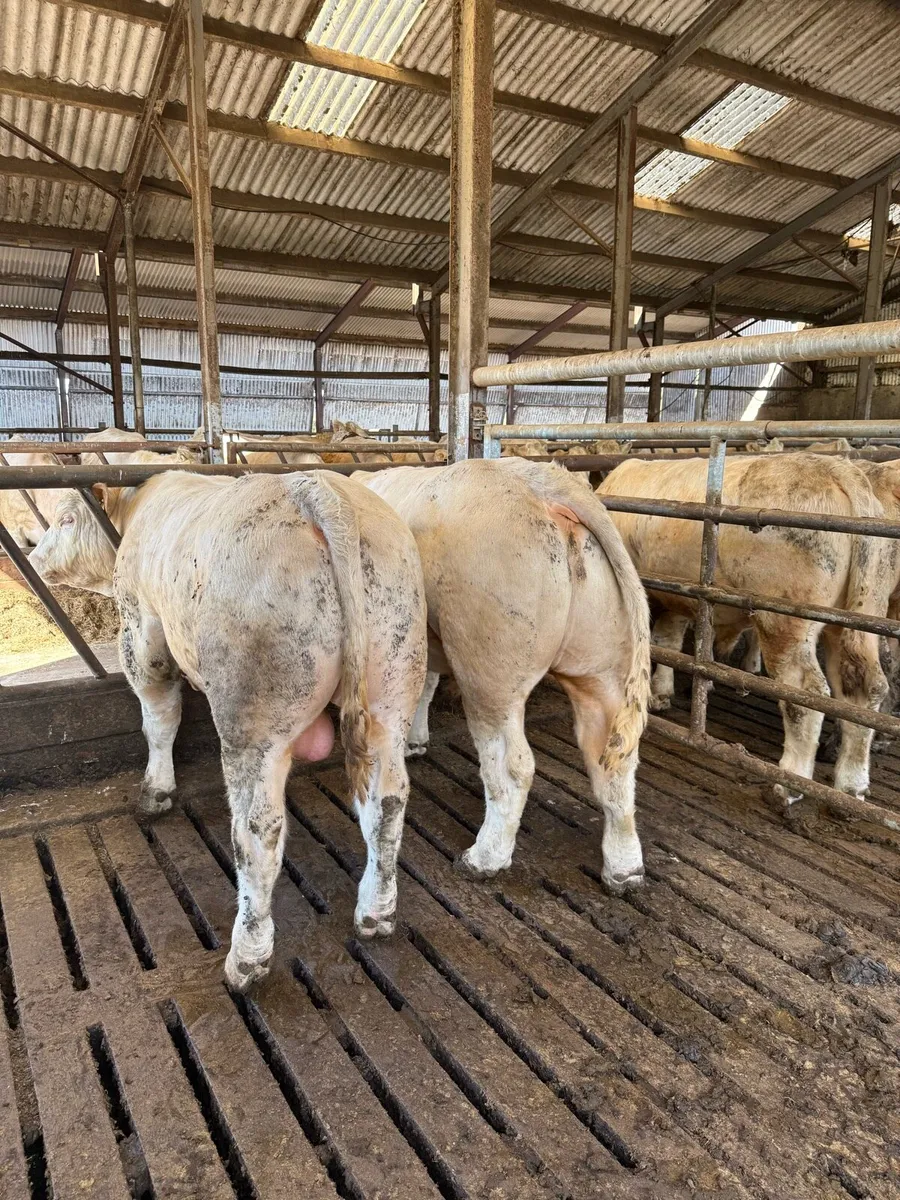 Pedigree Charolais bulls - Image 2
