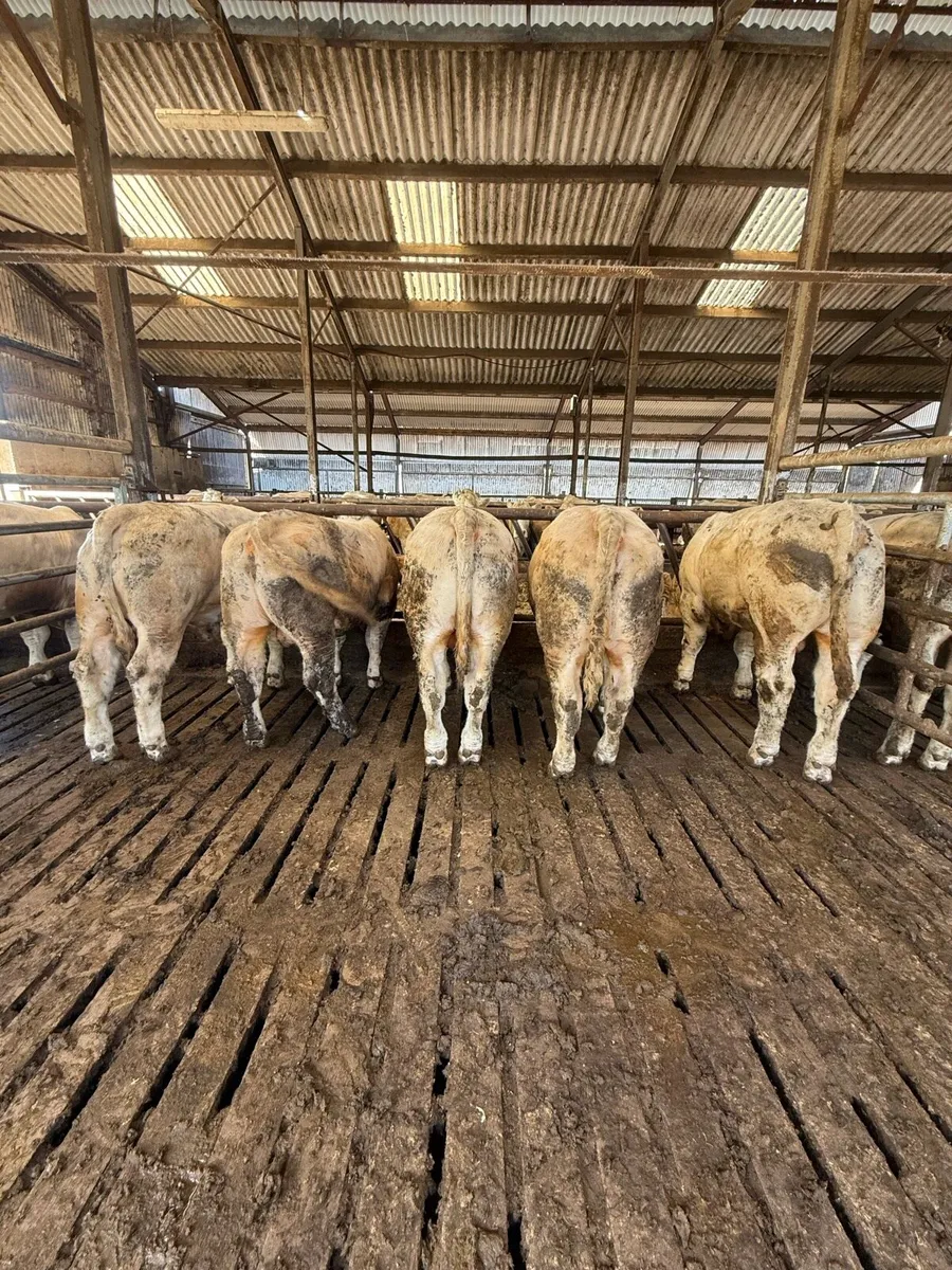 Pedigree Charolais bulls - Image 3