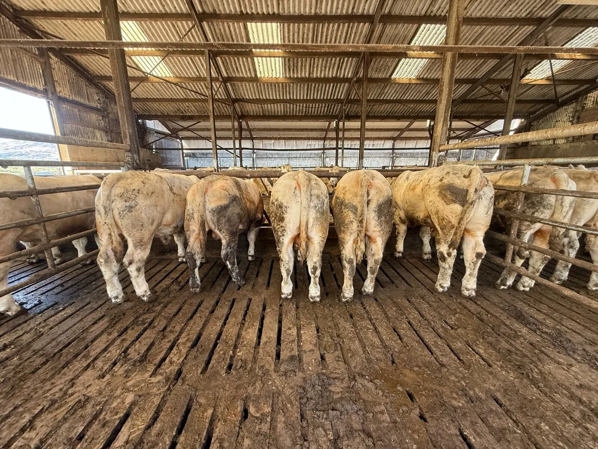 Pedigree Charolais bulls - Image 4