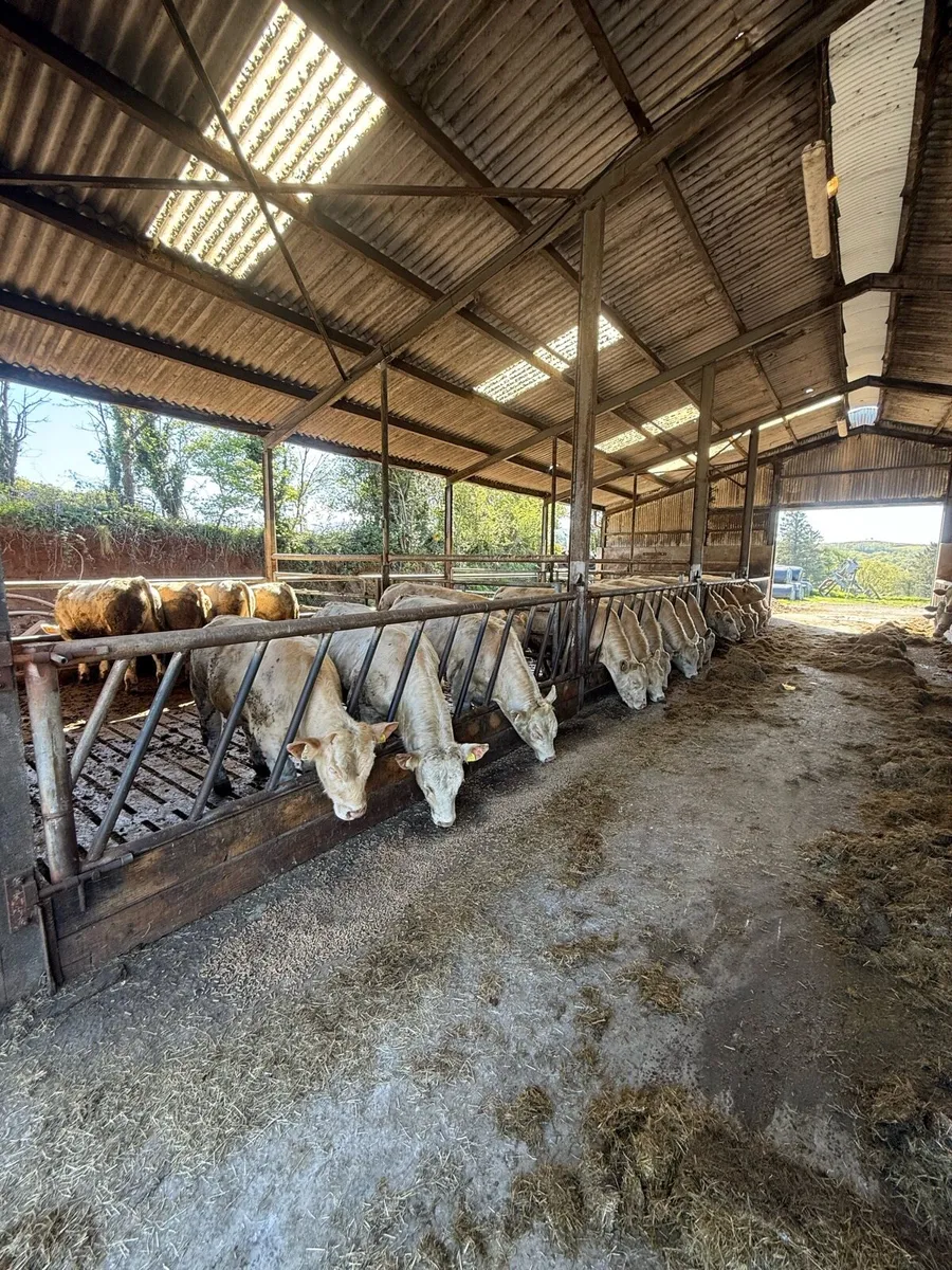 Pedigree Charolais bulls - Image 1