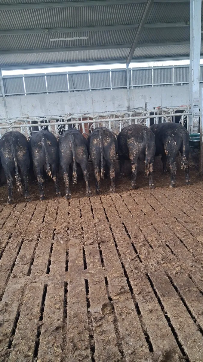 Quality Angus Bulls - Image 2