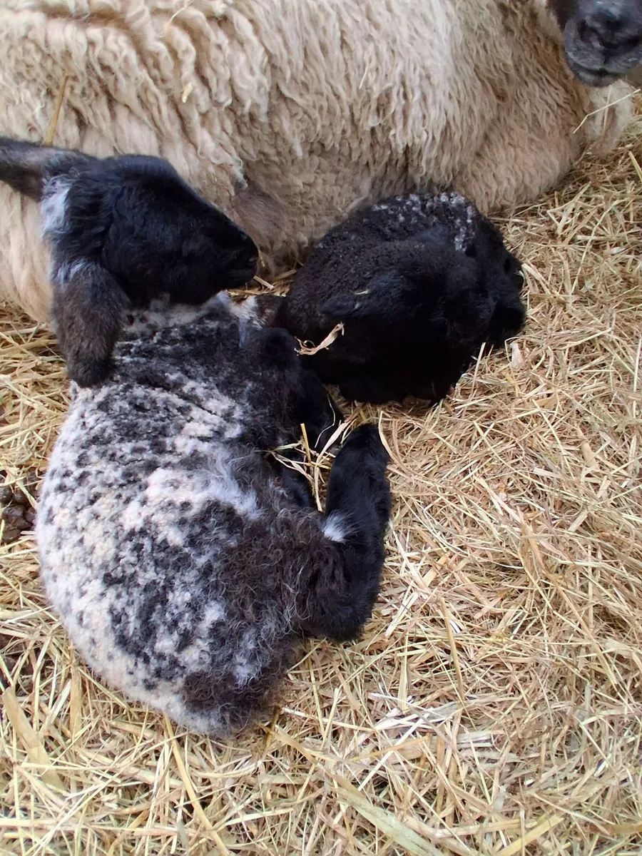 Pet lamb for sale - Image 4