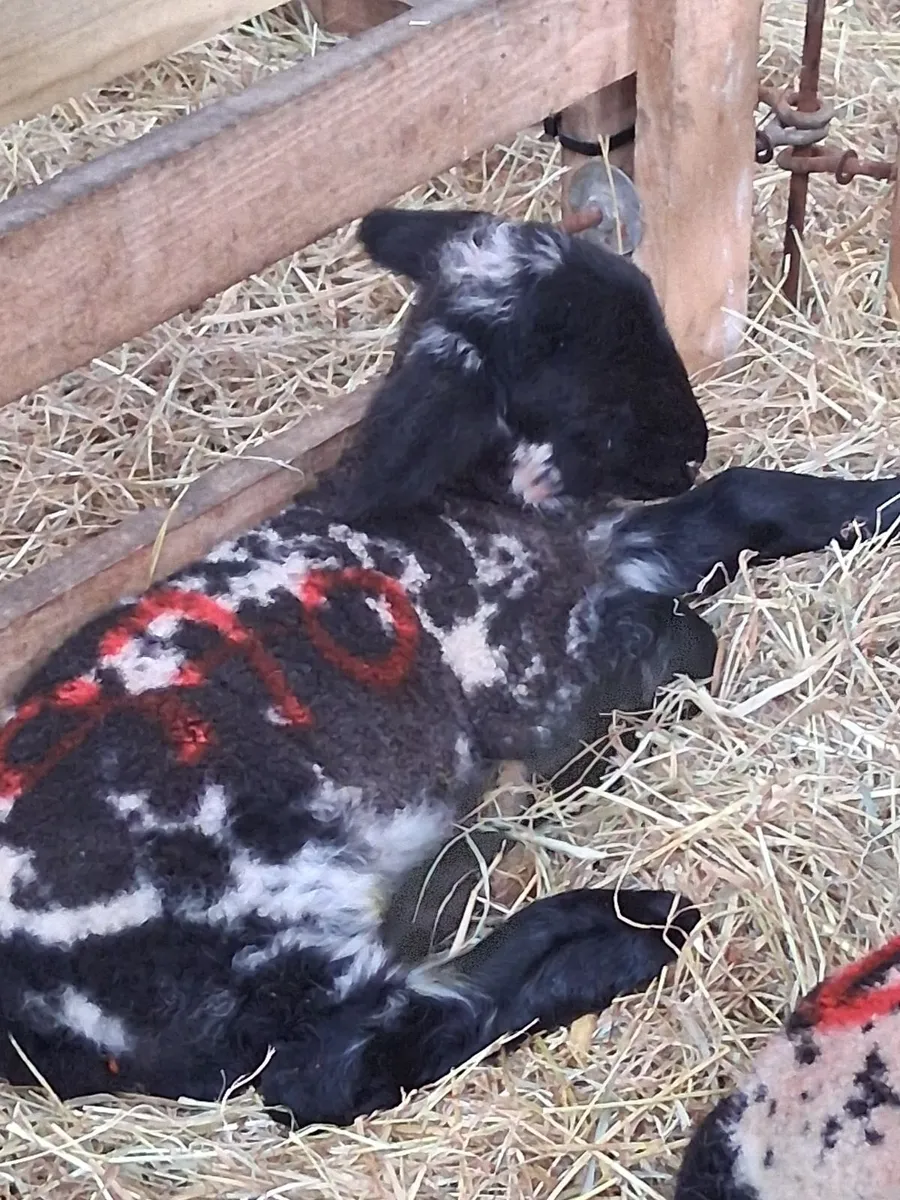 Pet lamb for sale - Image 1