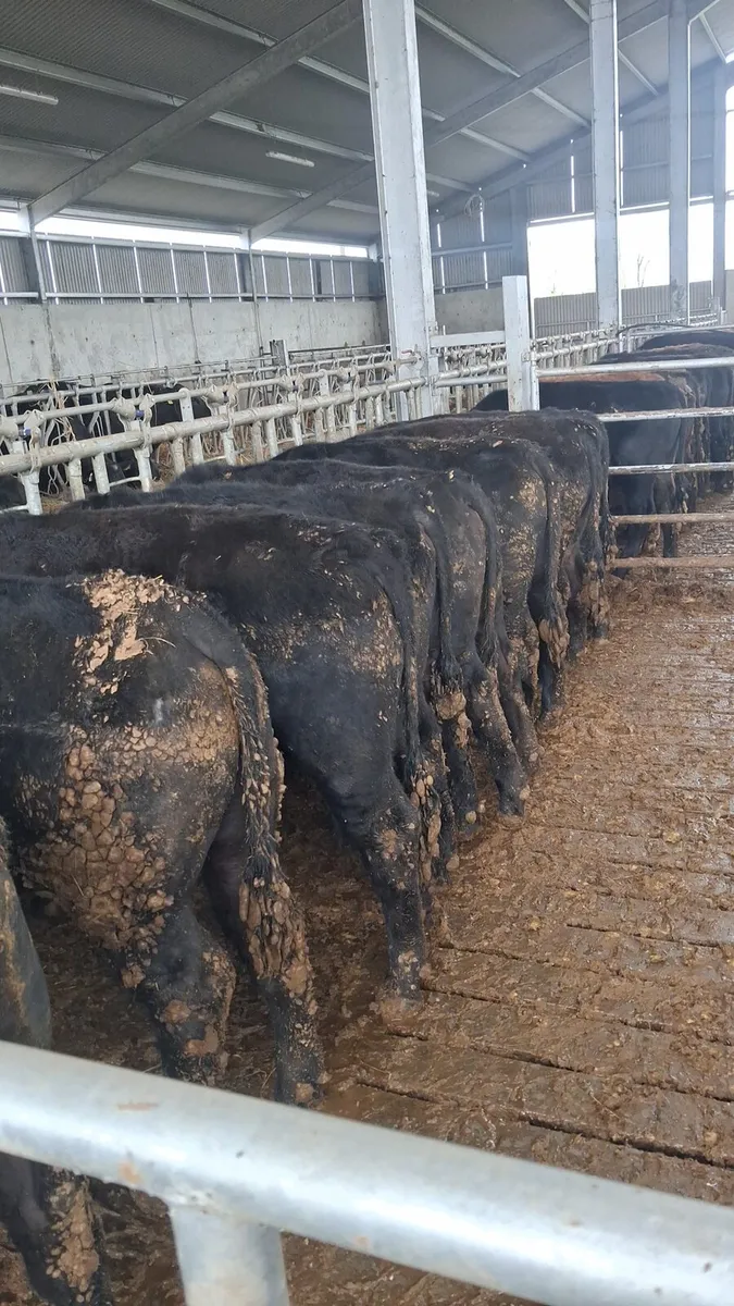 Quality Angus Bulls - Image 3