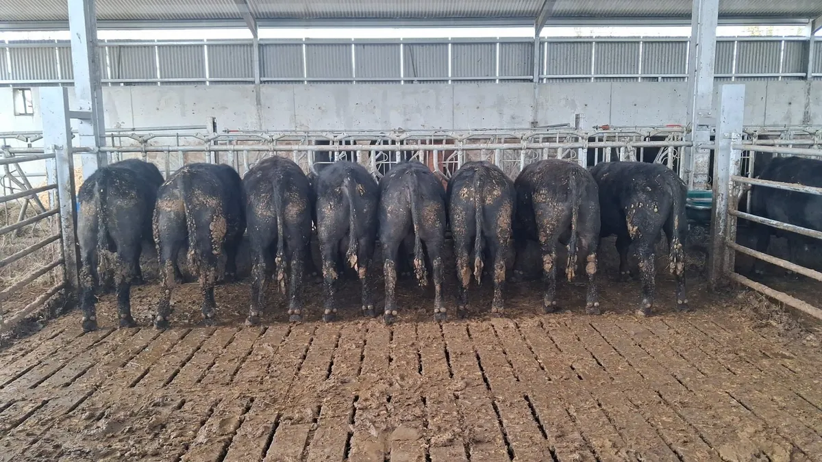 Quality Angus Bulls - Image 1