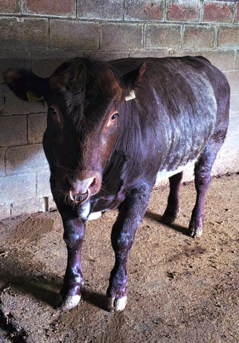 SH/SHX Cattle Sale 29th April Roscrea Mart - Image 4