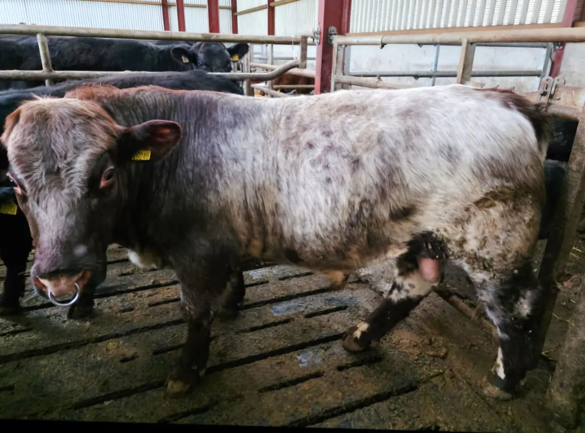 SH/SHX Cattle Sale 29th April Roscrea Mart - Image 2