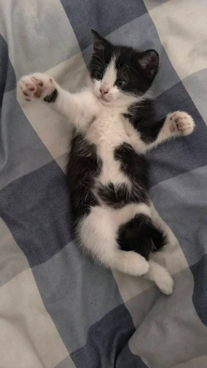One kitten available - Image 3