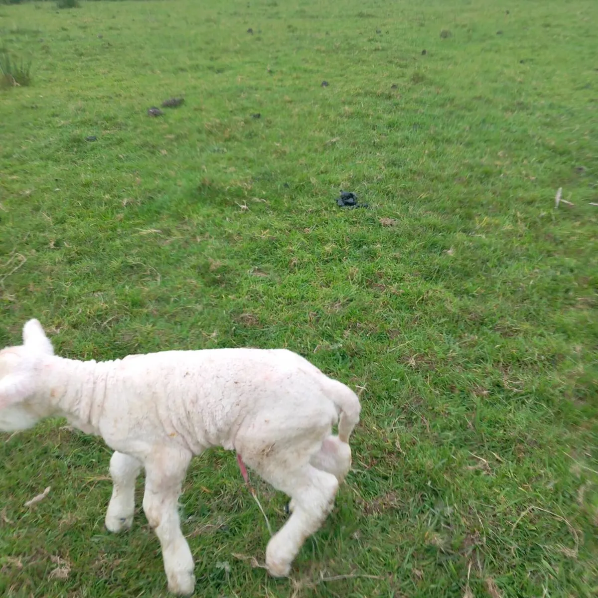 Pet lamb