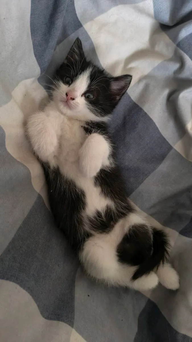 One kitten available - Image 2