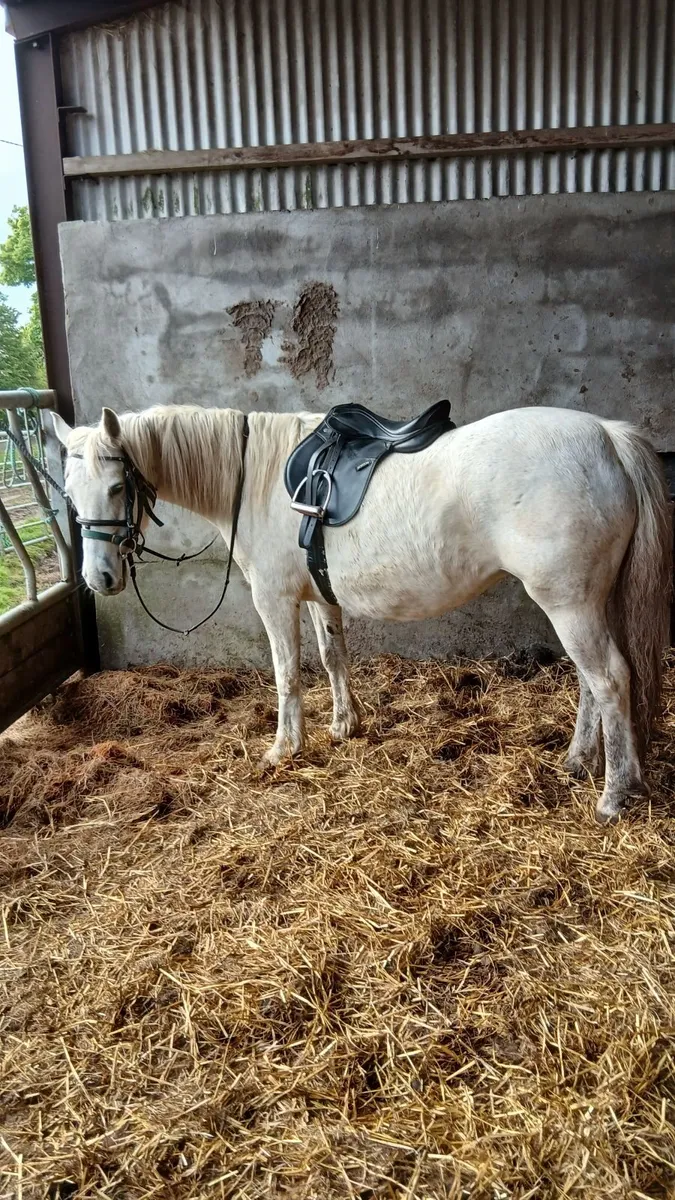 Connemara pony - Image 2