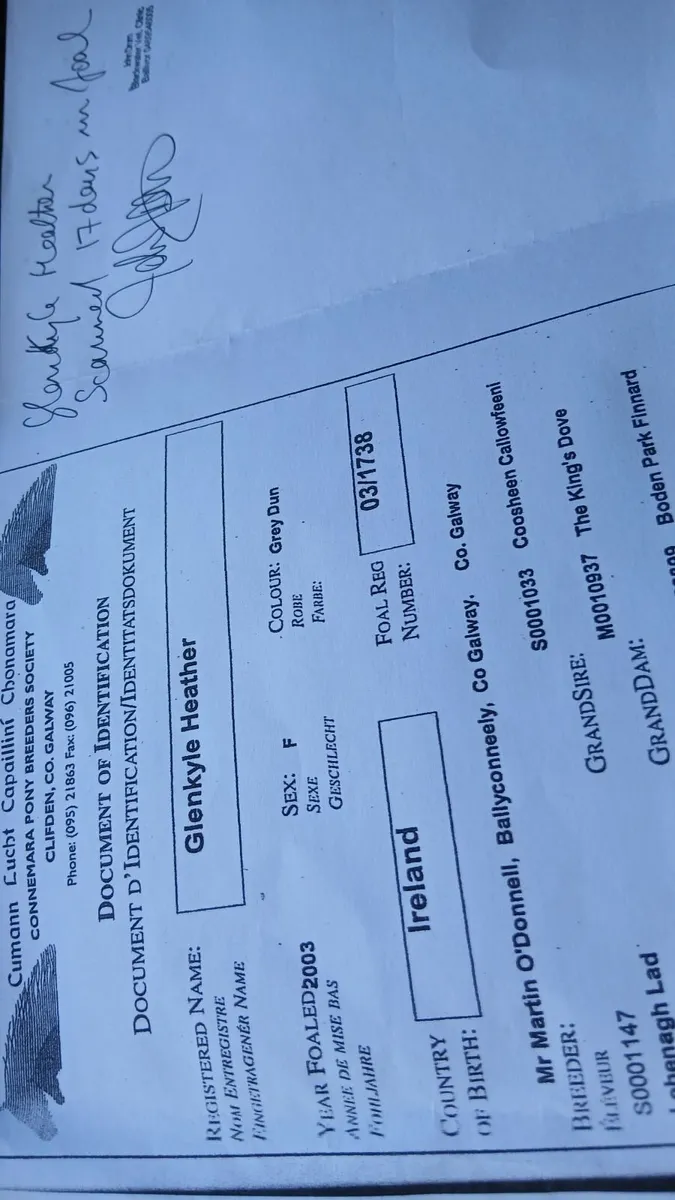 Connemara pony - Image 3