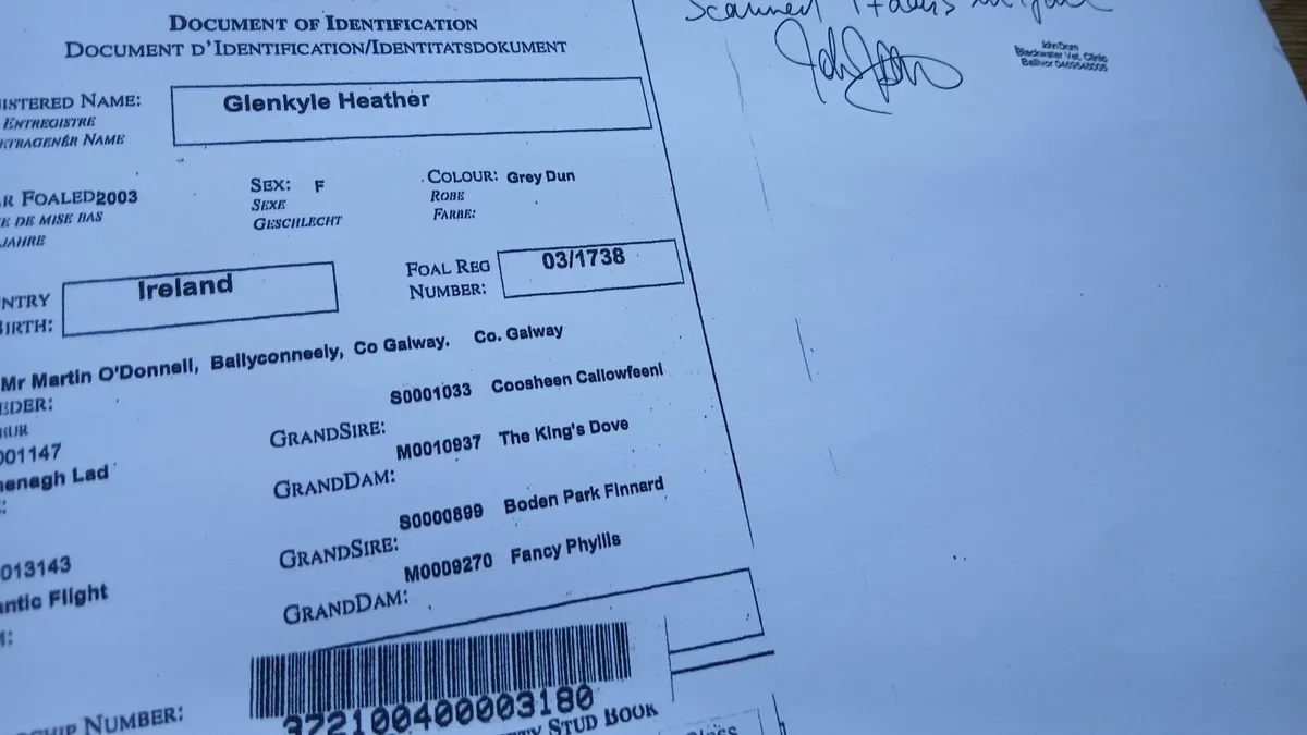 Connemara pony - Image 4