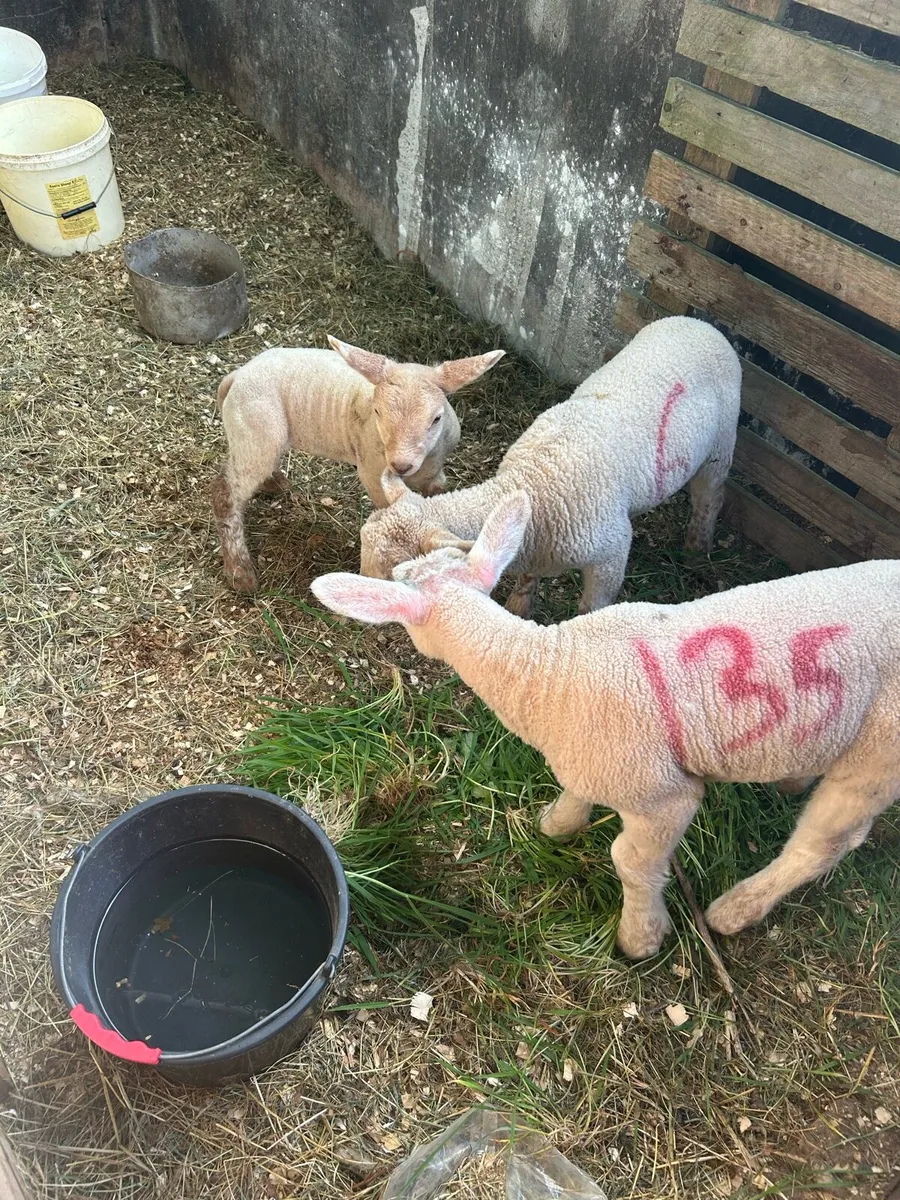 Pet lambs - Image 3