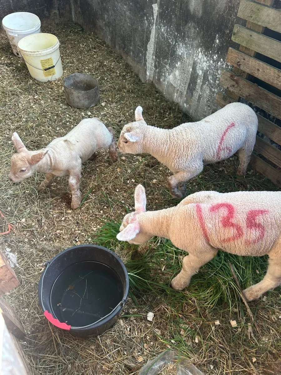 Pet lambs - Image 2