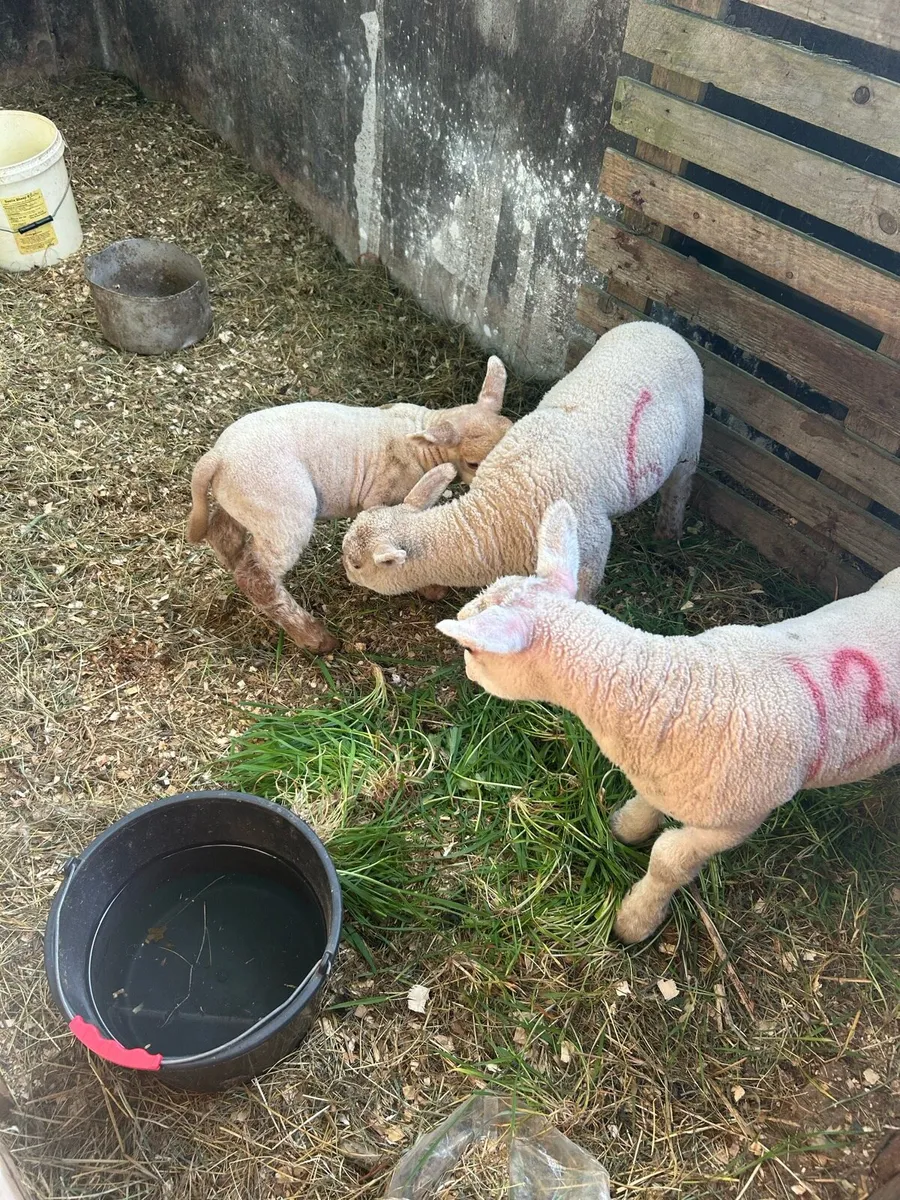 Pet lambs - Image 4