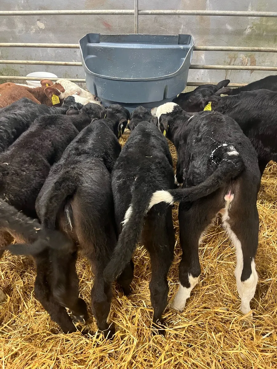 CALF’S - Image 1