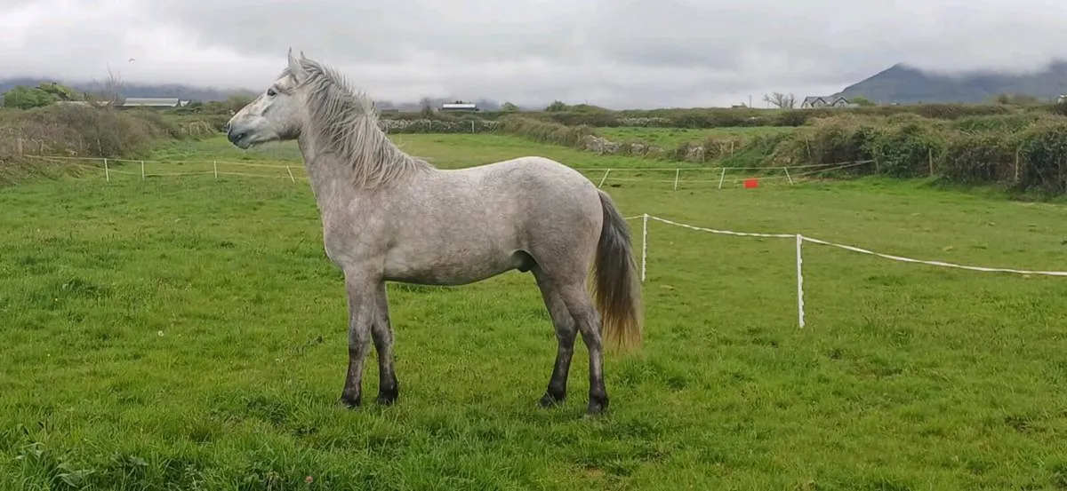 Connemara pony - Image 1