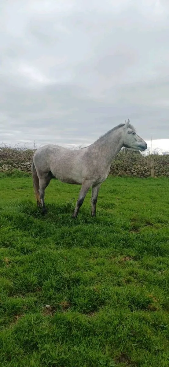 Connemara pony - Image 3
